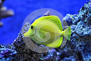 Yellow Fish