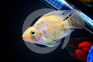 Yellow fish of Cichlasoma parrot in the aquarium