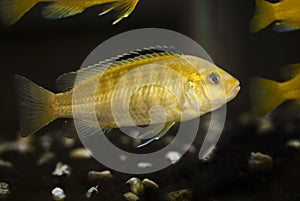 Yellow fish on dark background