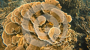 A yellow fish inside a foliose coral reef