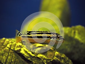 Yellow fish Melanochromis auratus with black stripes near rocks