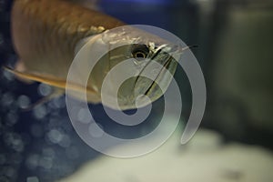 Yellow fish with mustache swimming in an aquarium.