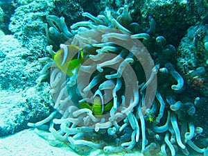 a yellow fish near corals