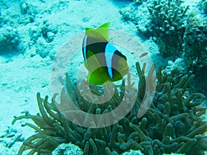 a yellow fish near corals