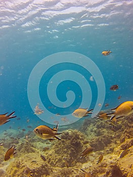 Yellow fish in the ocean, Chromis limbata off the coast of the Canary Islands