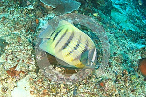 Sixbar angelfish swimming feeding on coral reef