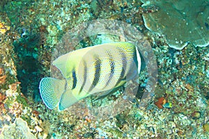 Sixbar angelfish swimming above coral reef