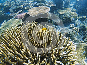 Yellow fish in spiky coral reef. Tropical seashore inhabitants underwater photo.