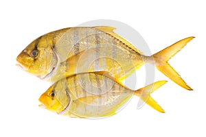 Yellow Fish With Stripes