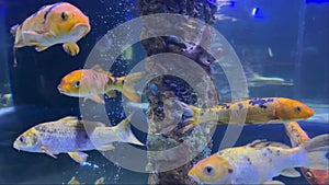 Yellow fish swim in a large aquarium in the oceanarium