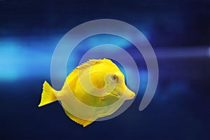 Yellow fish swims in the blue water of the aquarium