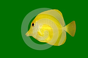 Yellow fish (Tang) on green