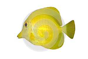 Yellow fish (Tang) isolated photo