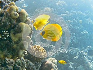 yellow fishes near the corals