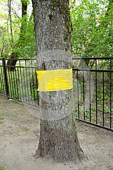 Yellow fishing belt to collect insects on tree trunk