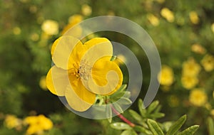 A yellow five finger flower