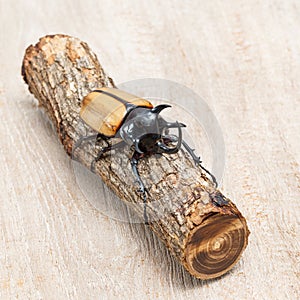 Yellow five horned beetle