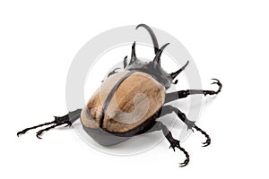 Yellow Five-horned rhinoceros beetle isolated on white background