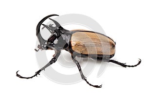 Yellow Five-horned rhinoceros beetle isolated on white background