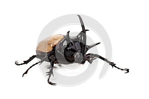Yellow Five-horned rhinoceros beetle isolated on white background