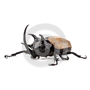 Yellow Five-horned rhinoceros beetle isolated on white background