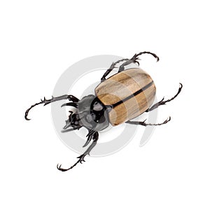 Yellow Five-horned rhinoceros beetle isolated on white background