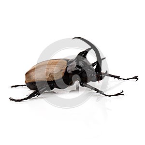 Yellow Five-horned rhinoceros beetle isolated on white background