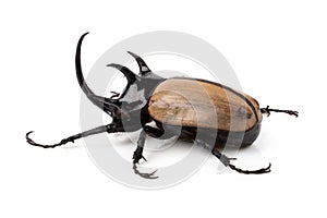 Yellow Five-horned rhinoceros beetle isolated on white background