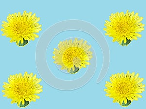 Yellow fives isolated in light blue background