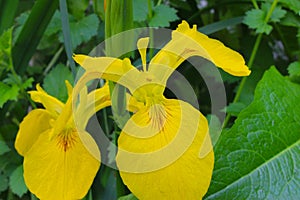 Yellow Flag Iris Flowers 01