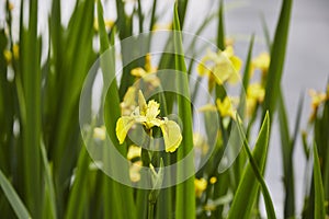 Yellow Flag Iris