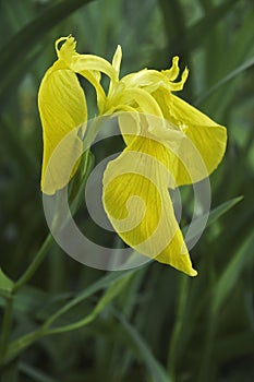 Yellow flag iris flower