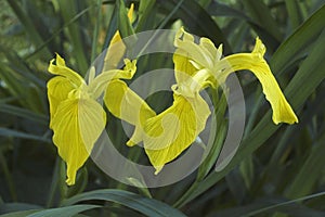 Yellow flag iris flowers