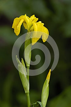 Yellow Flag Iris - Iris pseudacorus