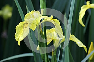 Yellow Flag Iris - Iris pseudacorus