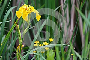 Yellow Flag Iris or Iris pseudacorus close
