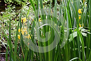 Yellow or Flag Iris - Iris pseudacorus, Surlingham, Norfolk Broads, England, UK.