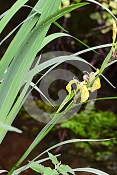 Yellow or Flag Iris - Iris pseudacorus, Surlingham, Norfolk Broads, England, UK.