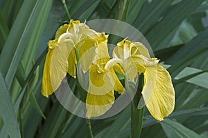 Yellow flag iris