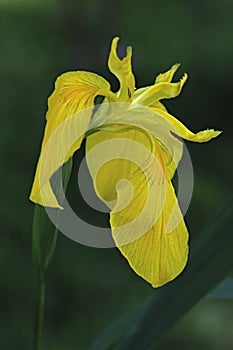 Yellow flag iris