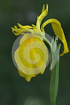 Yellow flag iris