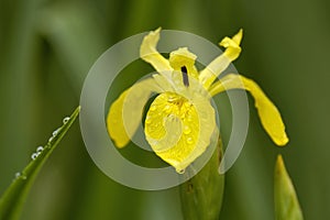Yellow Flag Iris