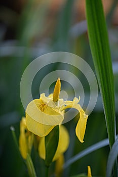 Yellow flag Iris pseudacorus, yellow flower in close-up