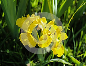 yellow flag, yellow iris or water flag (Iris pseudacorus) flower blooming in spring