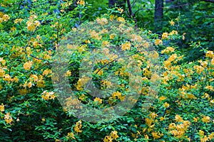 Yellow Flame Azaleas Shrub