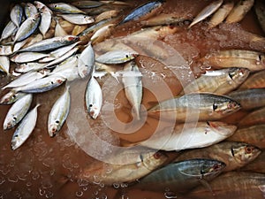 Yellow flank fish and large mackerel