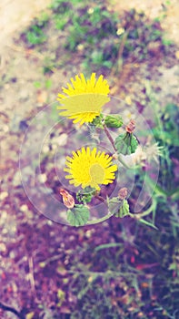 Yellow flawer in nature green