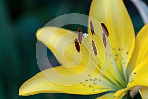 Yellow flawless lily blossom with stamen and stamp