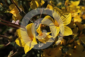 `Yellow Flax` flowers - Linum Campanulatum photo