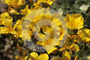 `Yellow Flax` flowers - Linum Campanulatum photo